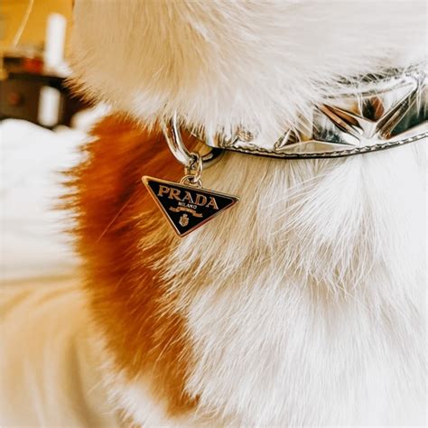 prada dog collar buy|luxury pet dog collar leather.